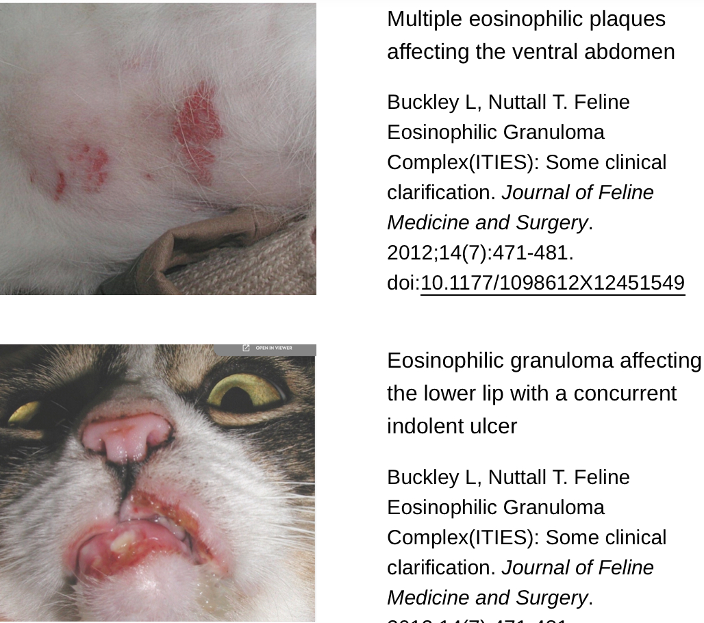 <p>Feline Eosinophilic Granuloma Complex:C.S </p>