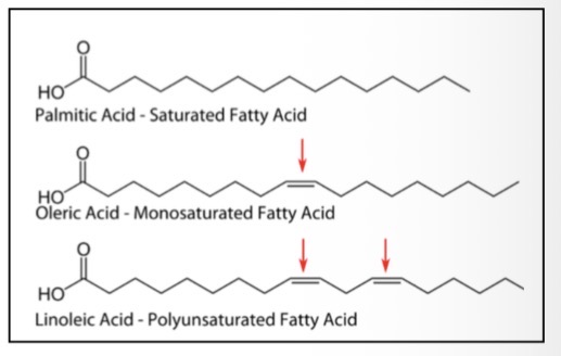 <ul><li><p><span>Triglycerides are triesters that are synthesised in a condensation (esterification reaction) between a glycerol molecule and three fatty acids</span></p></li><li><p><span>Glycerol is the common name for propan-1,2,3-triol</span></p></li><li><p><span>Fatty acids are long chain (~C8-C20) carboxylic acids</span></p></li><li><p><span>They are classified as saturated or unsaturated (mono-or poly-) based on the presence/absence of double bonds within the carbon chain</span></p></li></ul><p></p>