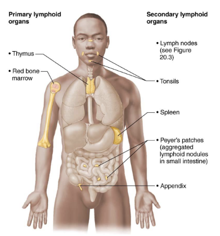 <p>lymph nodes, spleen, lymphatic nodules</p>