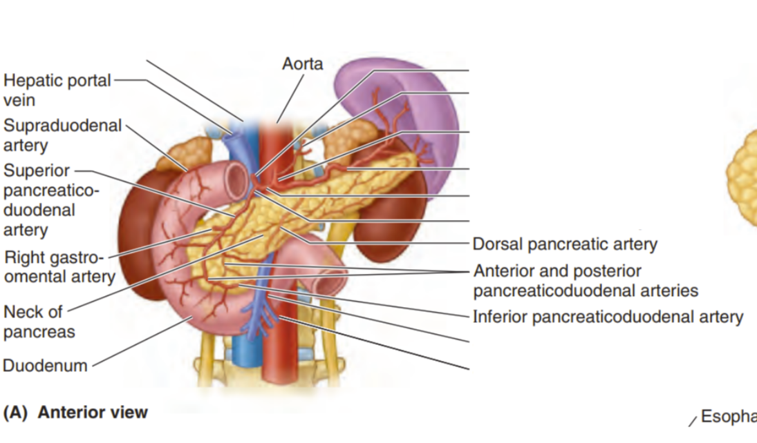 <p>Label the arteries in the small intestine </p>