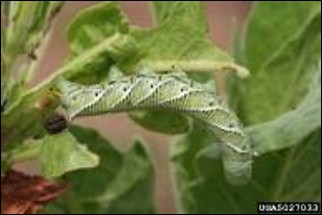 <p>Identify the insect, stage, and order</p>