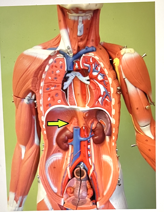 <p>identify the major organ</p>