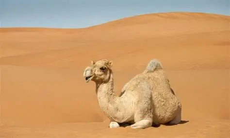 <p>Camel</p>