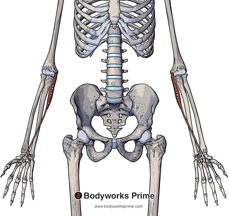 <p>Palmaris longus* (Muscles of the anterior forearm - wrist, hand, &amp; digit movement 4 of 5):</p><p>What is A<span style="color: rgb(236, 9, 9);">A</span>?</p>