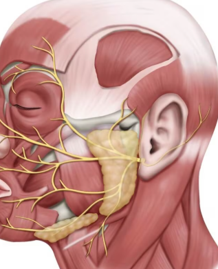 <p><span style="background-color: transparent;">The seventh cranial nerve. Mixed nerves that carry motor information to the muscles of the face and are responsible for producing facial expressions. The information consists of taste from the anterior 2/3rds of the tongue, along with proprioception of the facial muscles and deep pressure in the face. The motor function is tested by asking the patient to make multiple facial expressions, while the sensory function is tested by asking the patient to identify some tastes.</span></p><p><br></p>