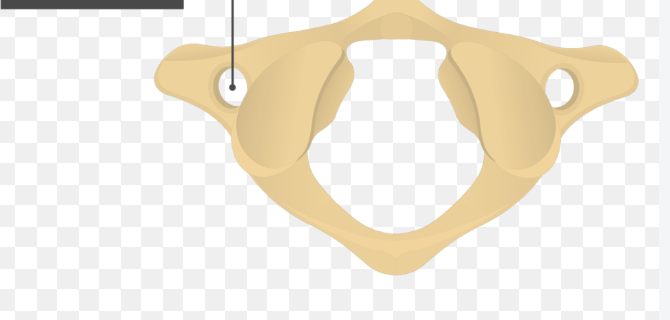 <p>Name this structure and which vertebrae it is</p>