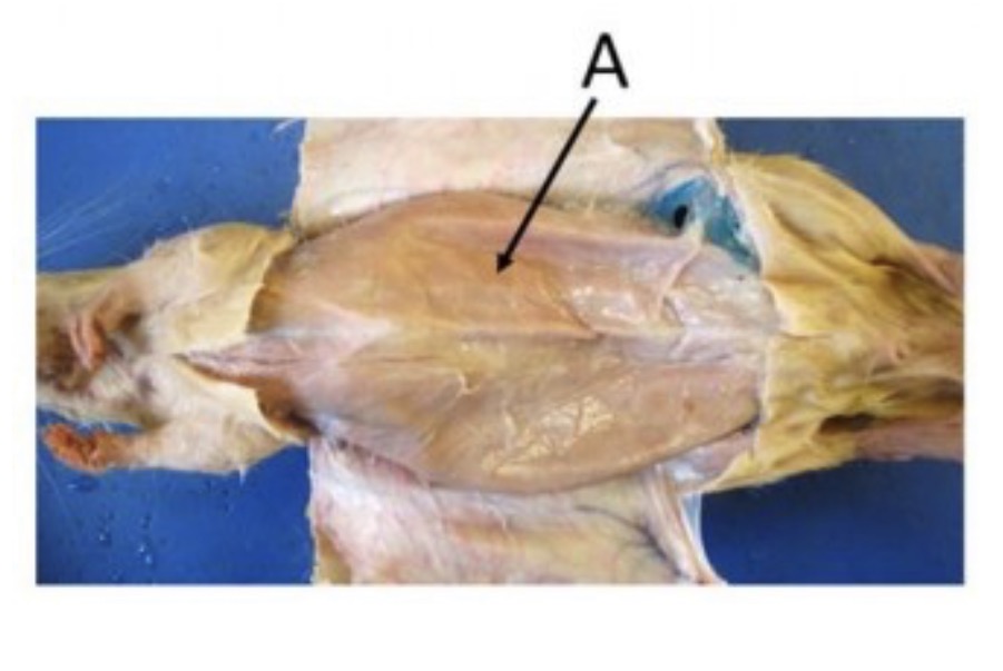 <p>name the muscle at the pointer tip</p>