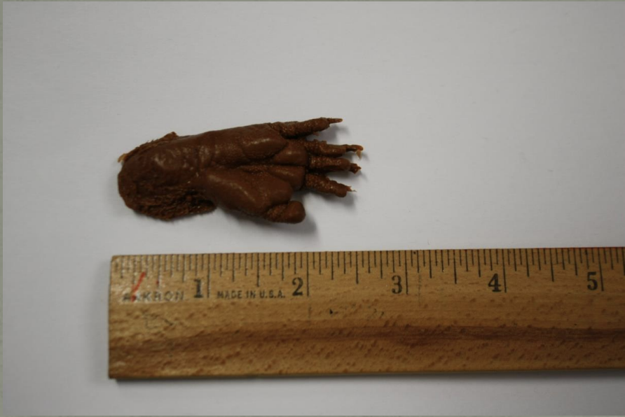 <p>Name this animal track</p>