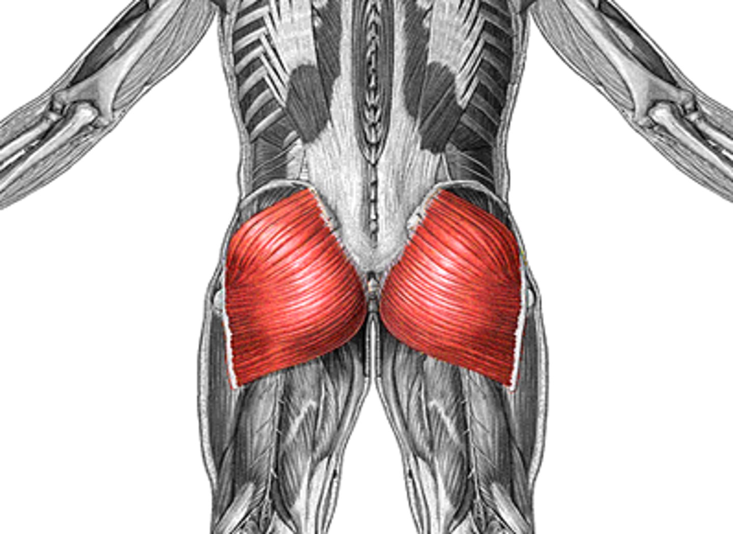 <p>Gluteus Maximus</p>