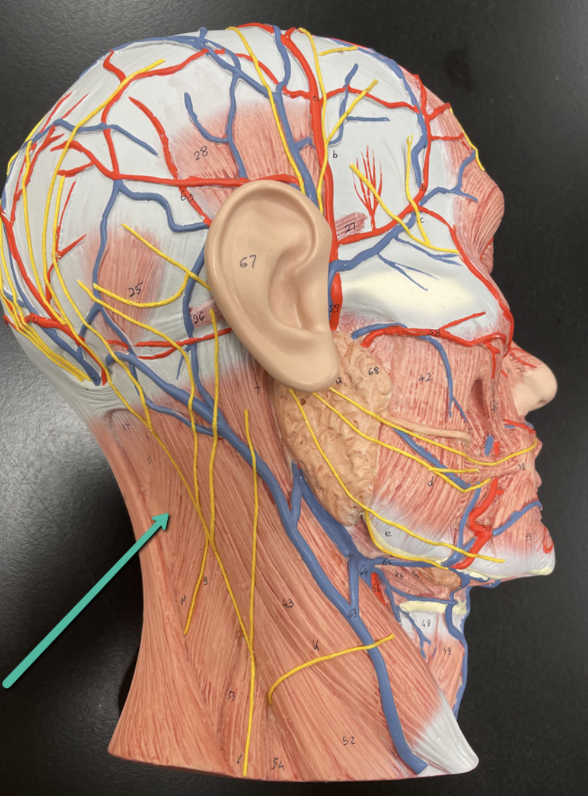 <p>Identify the muscle indicated by the pointer.</p>