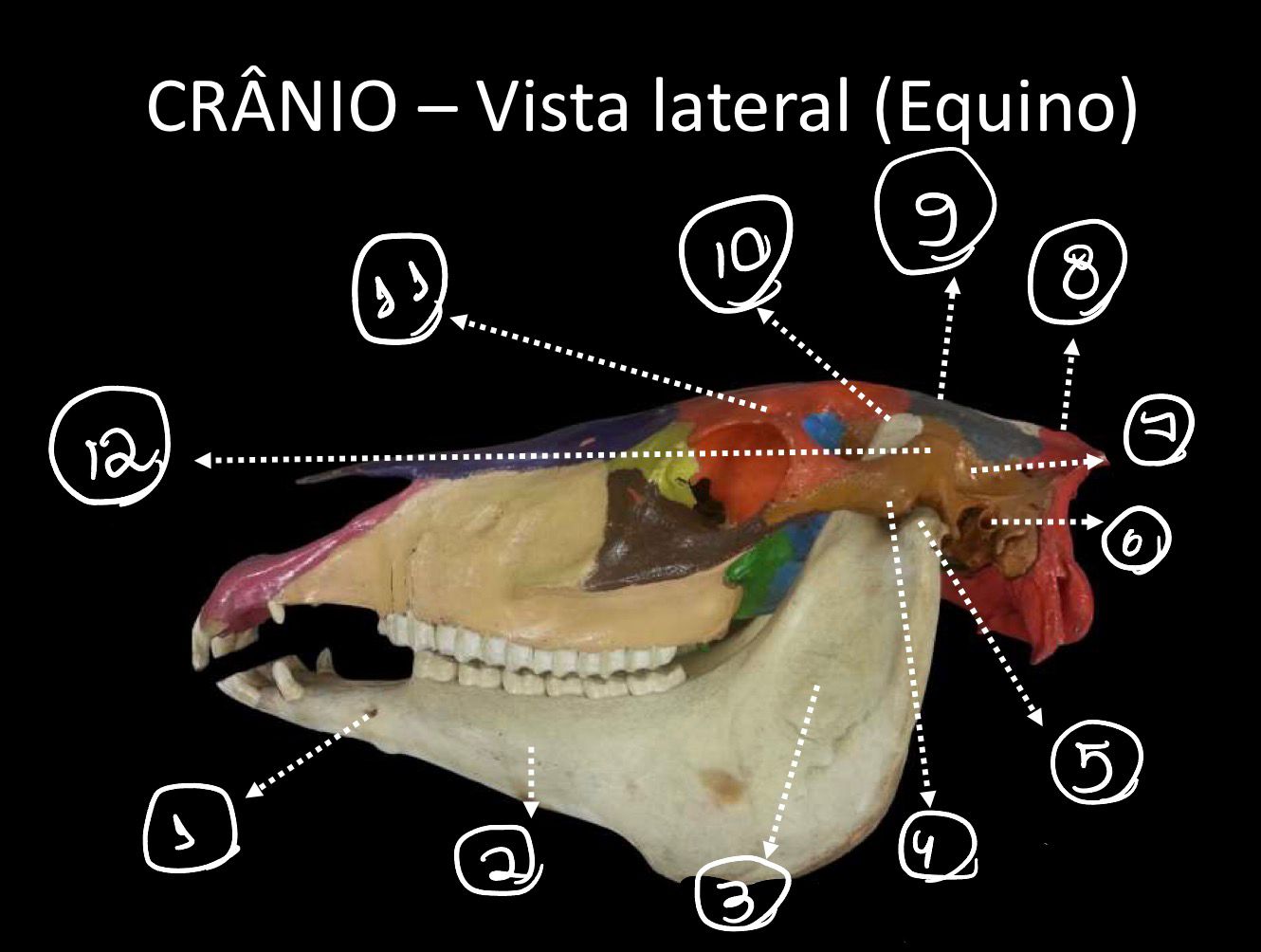 <p>crista nucal e crista sagital externa</p>