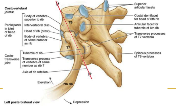 <p>(rib sits on top of numerically cooresponding vert)</p><p>body T7 > rib 7 inf facet</p><p>TP T7 > tubercle of rib</p>