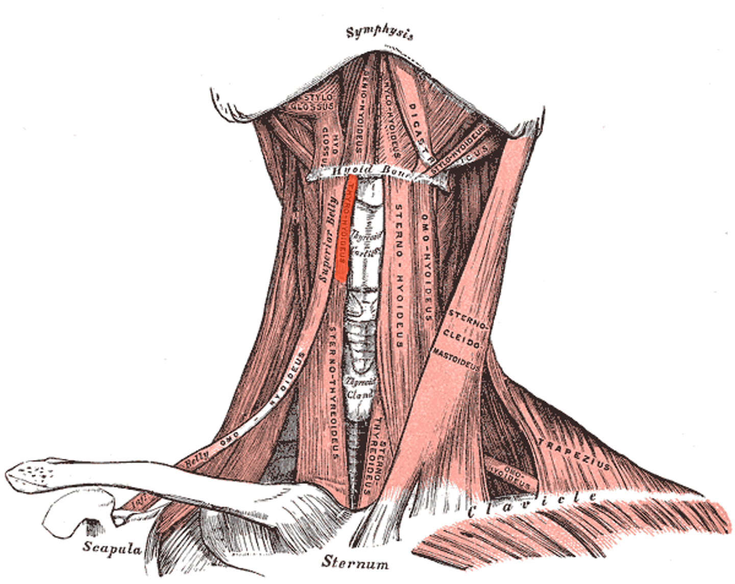 <p>depresses hyoid</p>