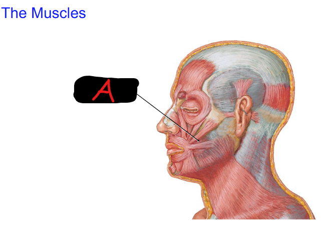 <p>Define A</p>