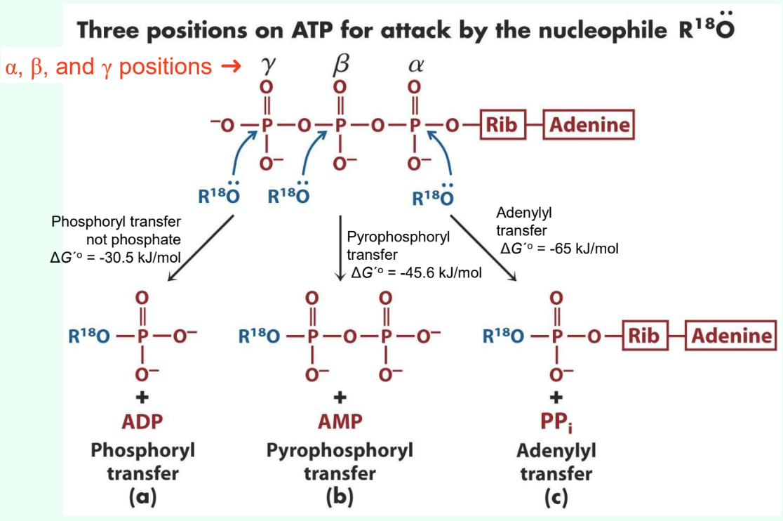 <p>Why are adenylylation reactions useful?</p>