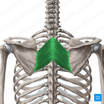 <p>function: adducts scapula</p>