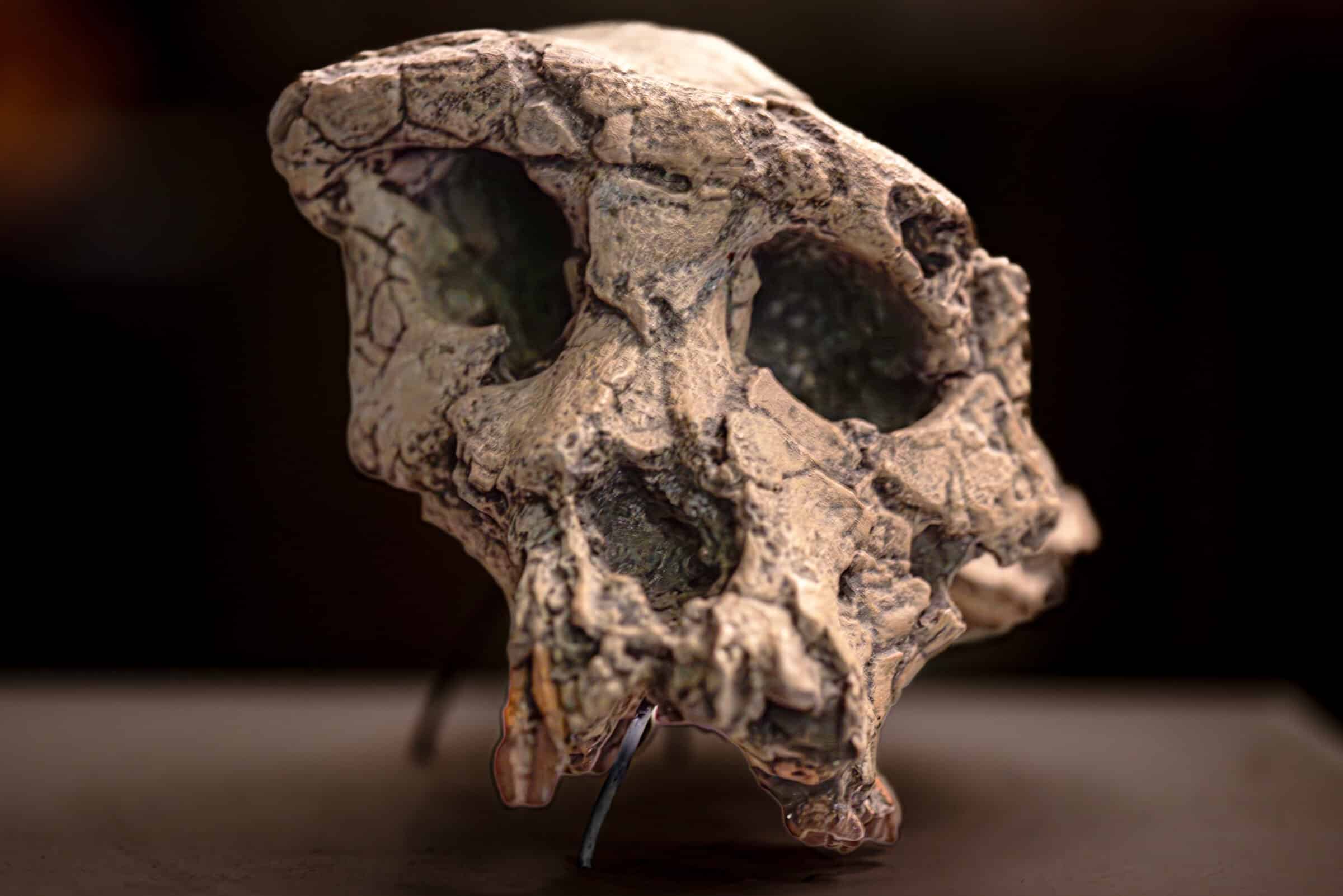<p>Connected to Pre-Australopiths from 350 cc w/ a pronounced brow ridge and is has an anteriorly placed foramen magnum</p>