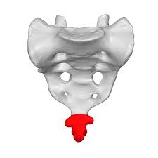 <p>The base of the human spine</p>