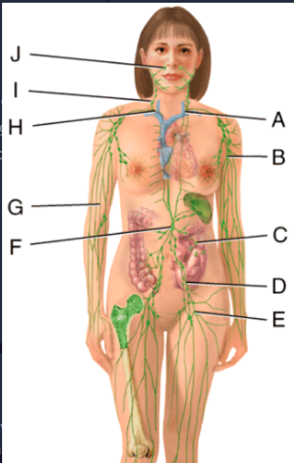 <p>Which structure in the figure is the right lymphatic duct?</p><p>a) D</p><p>b) C</p><p>c) F</p><p>d) H</p><p>e) A</p>