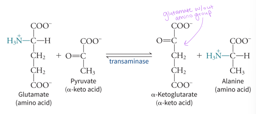 <p>to transfer amino group from amino acid to alpha-keto acid which uses vitamin B<sub>6</sub> derivate pyridoxal phosphate (PLP) - set the stage for ammonia excretion</p>