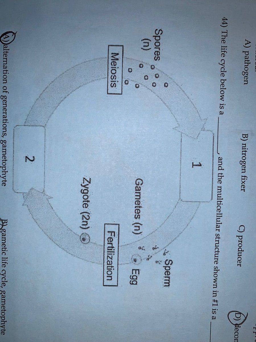 <p>A</p>