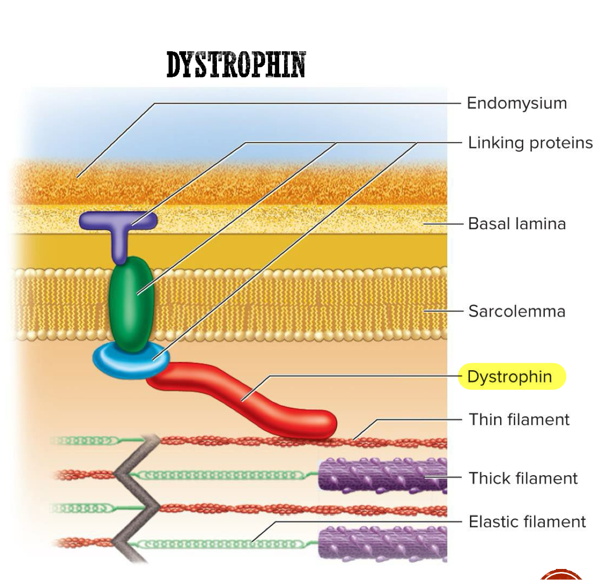 <p>Protein that links actin in outermost myofilaments to membrane proteins that link to endomysium (connective tissue around muscle fibers) → transfers forces of muscle contraction to connective tissue leading to tendon</p><ul><li><p>Acts as shock absorber</p></li></ul><p></p>