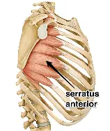 <p>serratus anterior muscle </p>