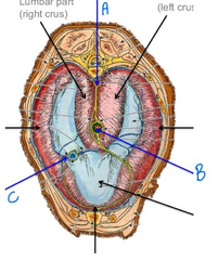 <p>B</p>