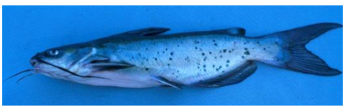 <p>What fish is this</p>