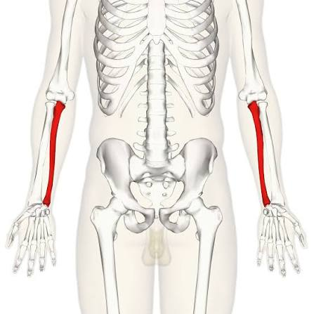 <p>Ulna</p>
