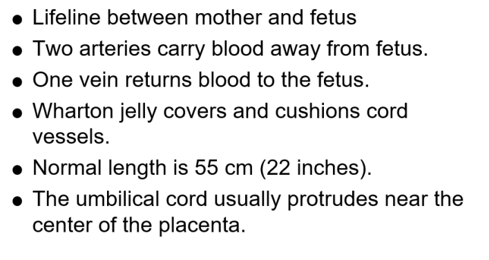 <p>2 arteries: carries blood away from fetus | 1 vein: returns blood to fetus </p><p>normal length: 55 cm / 22 inch </p><p>wharton jelly: covers &amp; cushions cord vessels </p>