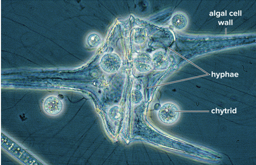 <p><span>phylum Chytridiomycota</span></p><ul><li><p>aquatic</p></li><li><p><span>They produce flagellated reproductive cells</span></p></li><li><p><span>Most reproduce asexually using <em>zoospores </em>which grow into new xxx</span></p></li><li><p><span>Many play a role in decay, but some are parasitic<em> </em></span></p></li></ul><p></p>