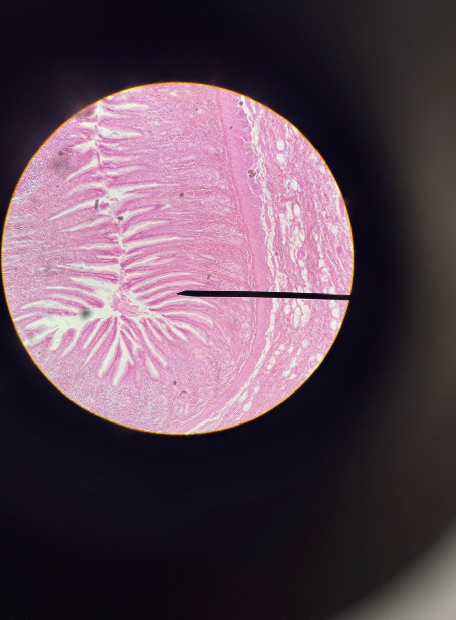 <p>What tissue is this?</p>