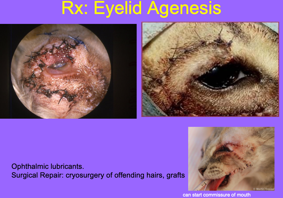<p>Ophthalmic lubricants.</p><p>Surgical repair: cryosurgery of offending hairs, grafts.</p>