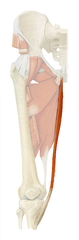 <p>ADDucts thigh at hip joint,</p><p>flexes leg at knee joint</p>