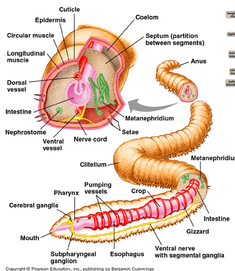 <p><span style="color: red;">Oligochaetes draw food in via the _______ pharynx</span></p>