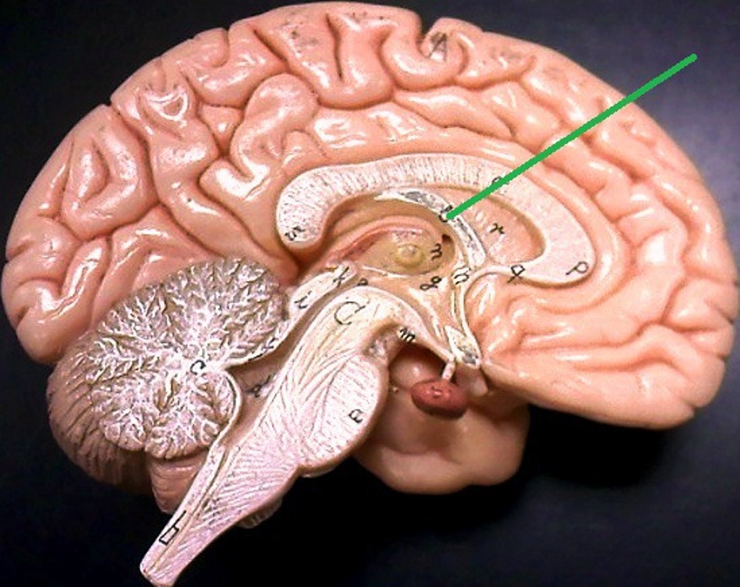 <p>involve in memory and recall</p>
