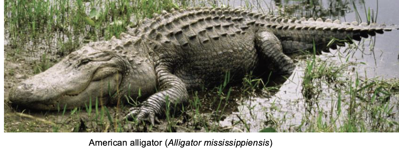 <p>CROCODILIA (“Small Lizard”)</p>