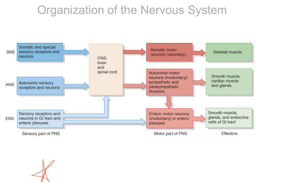 <p>Somatic, autonomic (parasympathetic and sympathetic), enteric</p>