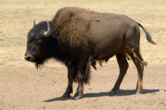 <p>Buffalo (NR)</p><p>Antelope (NR)</p><p>Horses (CR) -- brought by Spanish</p><p>Bow & Arrow (CR)</p><p>Canoe (CR)</p><p>• Nomadic Hunters (HR)</p><p>• Limited Farming (HR)</p>