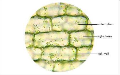 <p>Parts of the Elodea leaf cell</p>