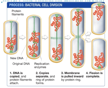 <p>Cell division and reproduction in bacteria</p><ol><li><p>DNA is copied and protein filaments attach to either pole of the cell</p></li><li><p>DNA copies separate, a protein ring forms in the middle of the cell</p></li><li><p>The cell membrane is cleaved by the protein ring</p></li></ol><p></p>