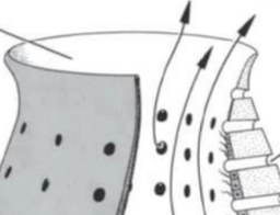 Osculum