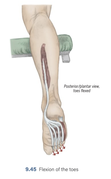 <p>Toe Flexion </p>