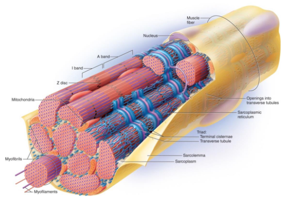 <p>A hollow elongated tube</p><p></p><ul><li><p>Carries an electrical current from the extracellular fluid and sarcolemma to <strong>myofibrils</strong></p></li></ul><p></p>