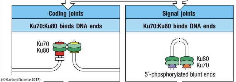 <p>A heterodimeric complex that binds to DNA ends following RAG cleavage to initiate the repair process for both coding and signal joints.</p>