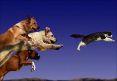<p>To run fast after someone to catch them.</p>