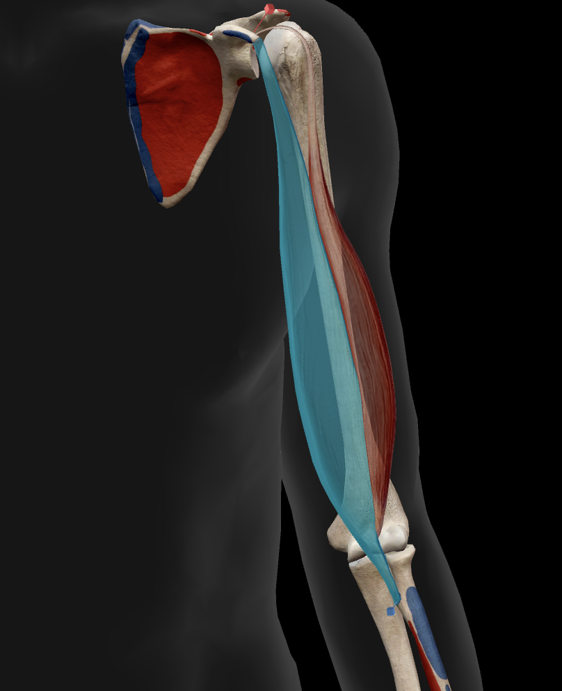 term image