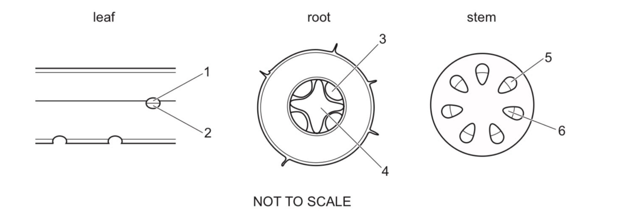 <p>The diagram show cross-sections of a leaf, a root and a stem.</p><p><span style="background-color: transparent;"><span>Which numbers represent the xylem in the leaf, the root and the stem?</span></span></p>