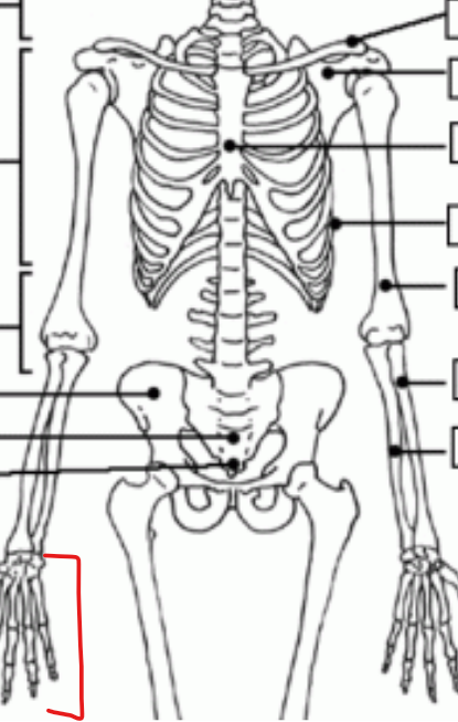 <p>bones making up the upper fingers and bones in toes </p>